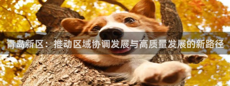 风暴娱乐官网开户：青岛新区：推动区域协调发展与高质量发展的新