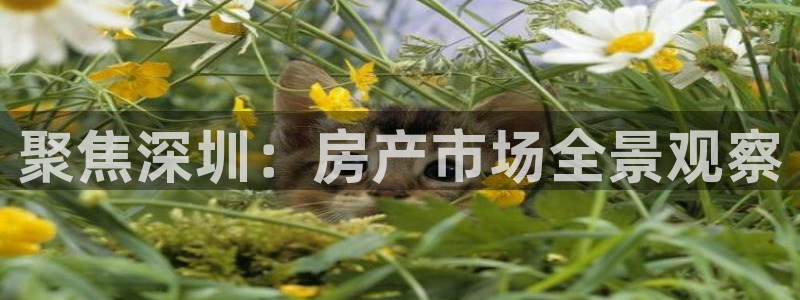 万万娱乐风暴：聚焦深圳：房产市场全景观察